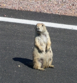 [Prairie dog looking right at the camera.]